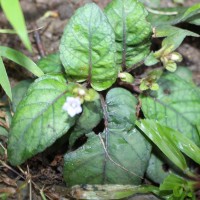 <i>Strobilanthes reptans</i>  (G.Forst.) Moylan ex Y.F.Deng & J.R.I.Wood